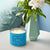 BLUE AGAVE 14.5oz Pop of Color